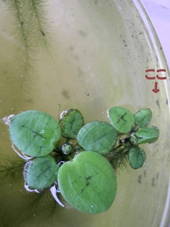 c0190010_18153267.jpg