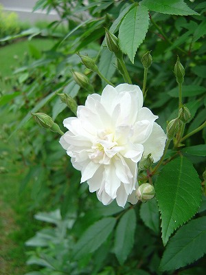 f0205733_16132479.jpg