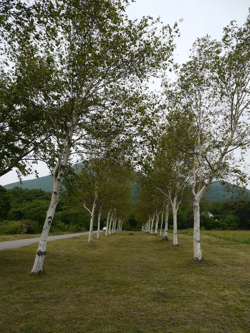 b0190242_21374268.jpg