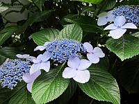 e0080345_917261.jpg
