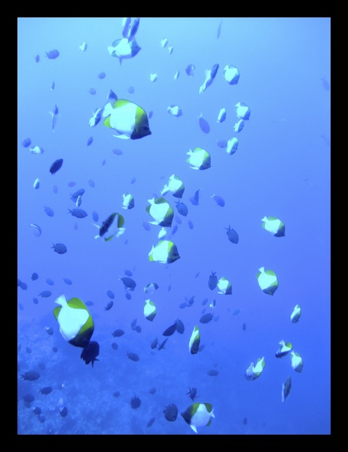 b0062363_20362517.jpg