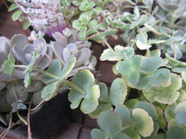 c0146487_15534078.jpg