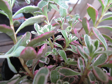 c0146487_15552165.jpg