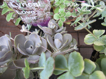 c0146487_1558185.jpg