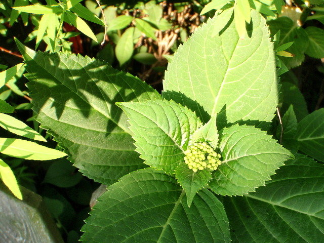 a0007388_715571.jpg
