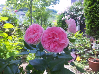 c0060308_7182024.jpg