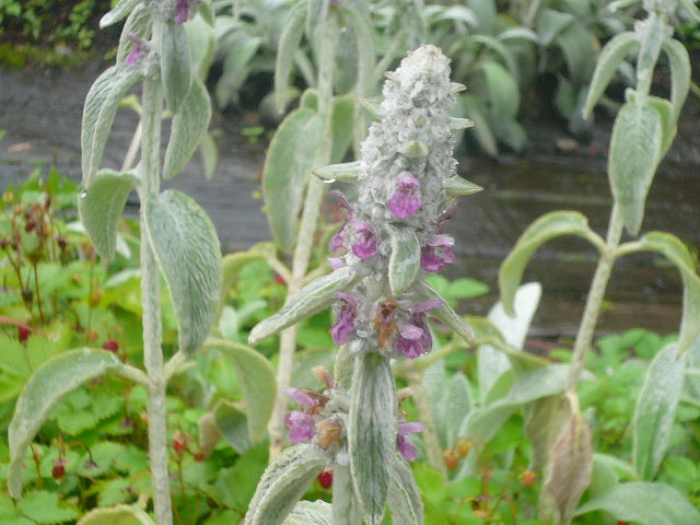 e0026017_13163614.jpg