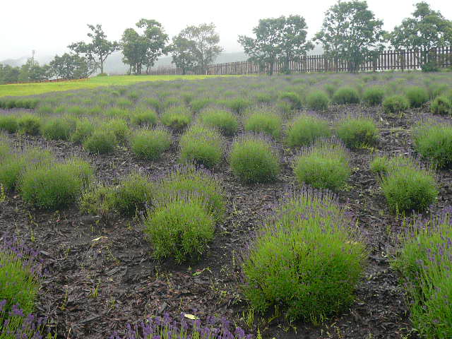 e0026017_13183251.jpg