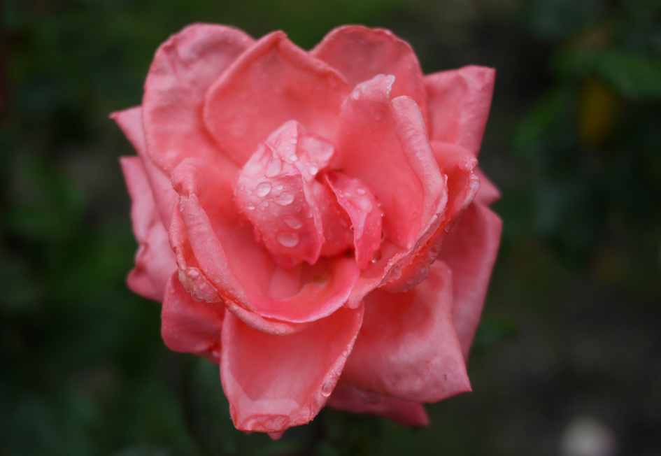e0200926_8103399.jpg