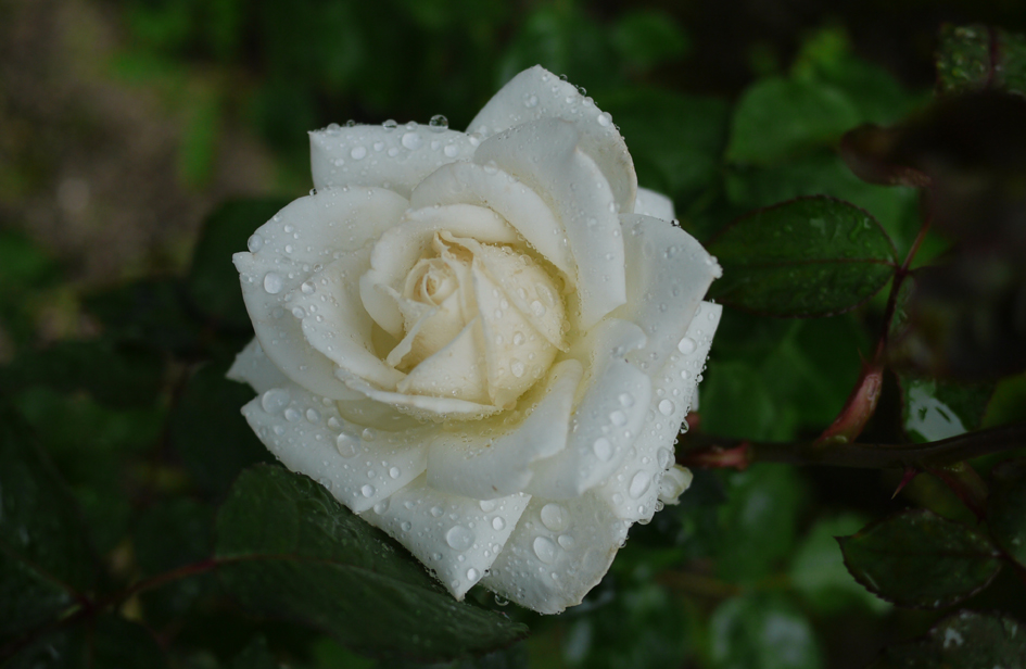 e0200926_810628.jpg