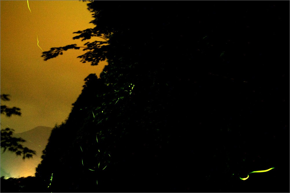 d0058445_756535.jpg