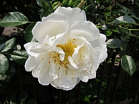 e0080345_8245759.jpg