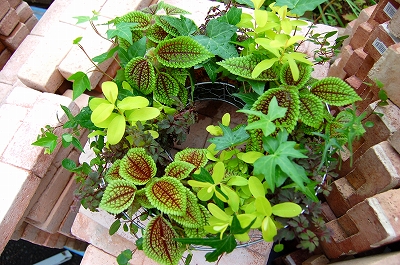e0025655_4513676.jpg