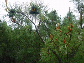 e0004756_20471585.jpg