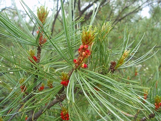 e0004756_20473818.jpg