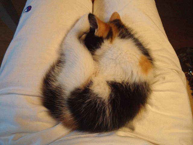 a0135577_9222271.gif