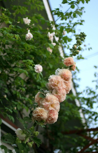 e0154682_23351879.jpg