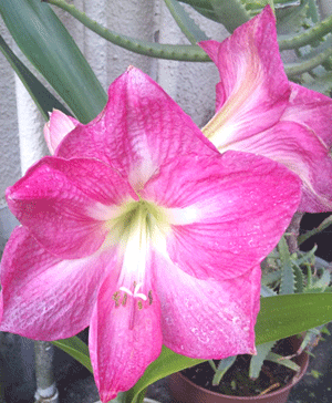 c0037384_1084454.gif