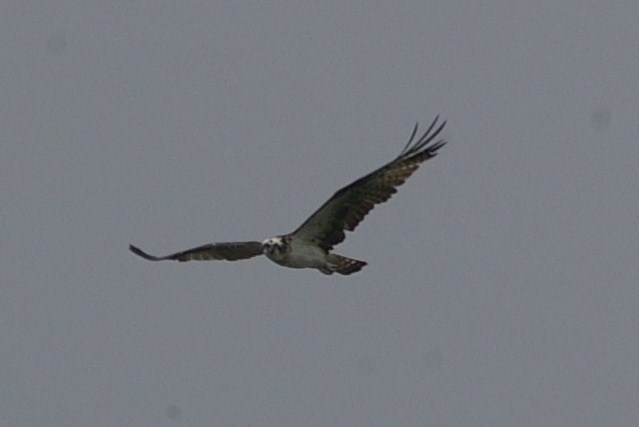 e0197884_19281787.jpg