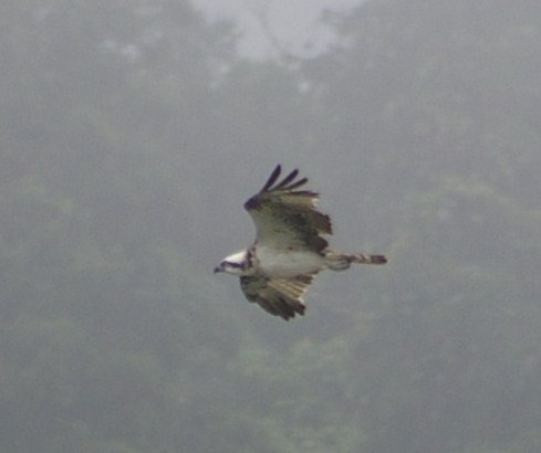e0197884_19283667.jpg