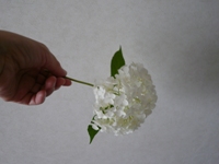 a0127296_9212624.jpg