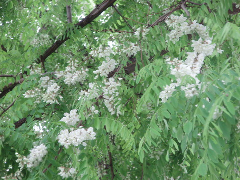 b0198109_2116461.jpg