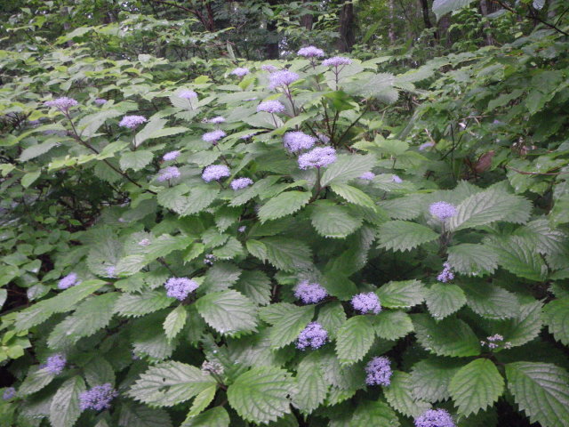 d0006512_07491.jpg