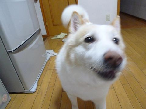 b0138430_20344546.jpg