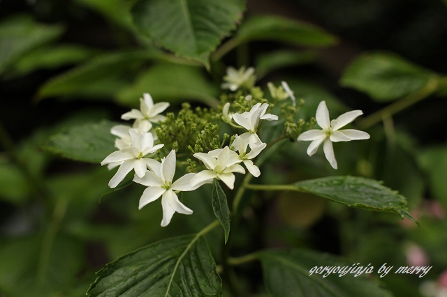 a0207736_2332420.jpg
