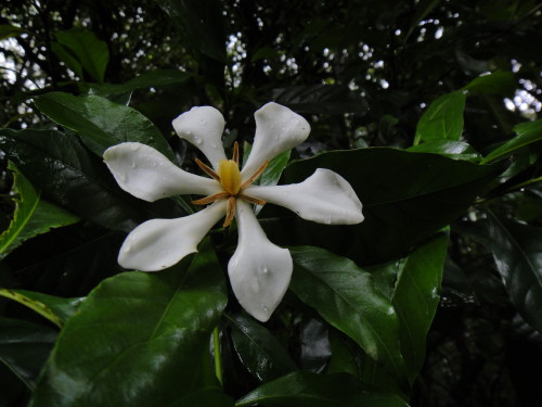 c0179351_18415265.jpg