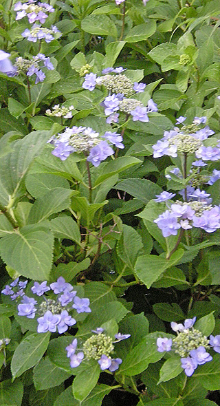 a0001354_22514776.jpg