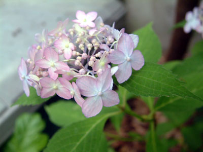c0050264_1352103.jpg