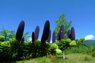 f0182173_10253766.jpg