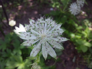 c0060308_10163458.jpg