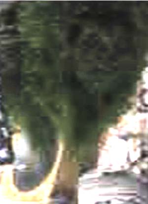 e0103408_1461294.jpg
