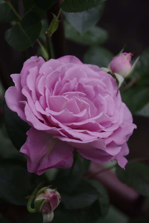 c0147909_6465877.jpg