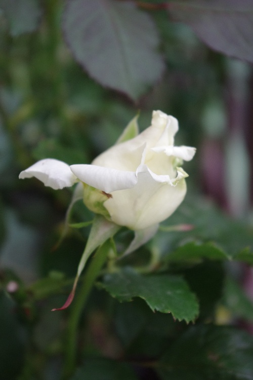 c0147909_6481783.jpg