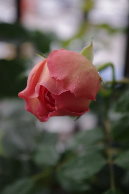 c0147909_6483851.jpg