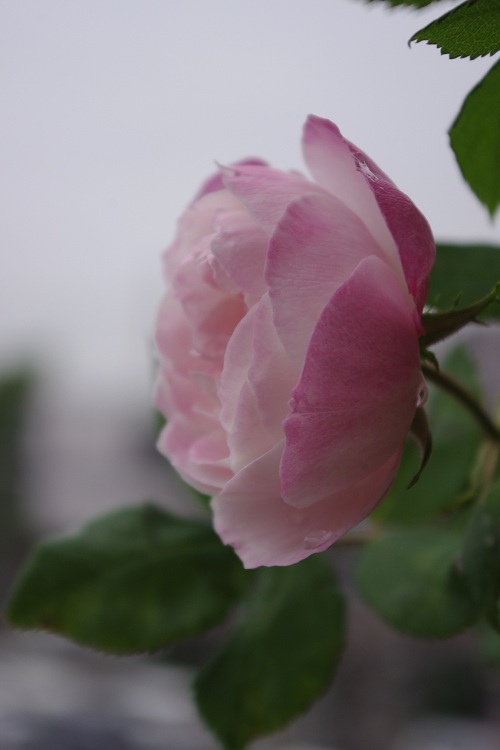 c0147909_71387.jpg