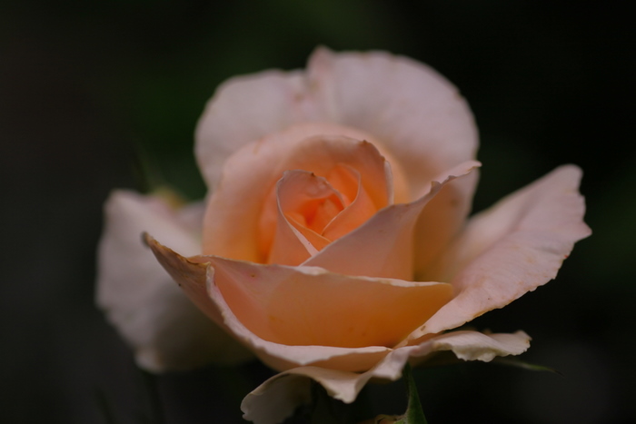 b0165522_765756.jpg