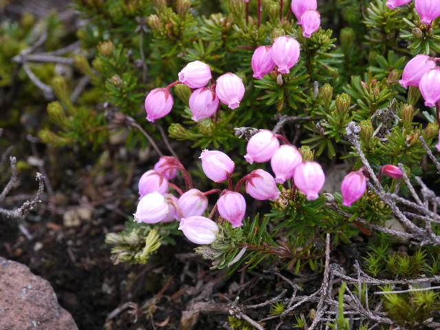 b0190242_047940.jpg