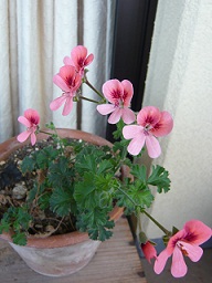 e0074954_22303816.jpg