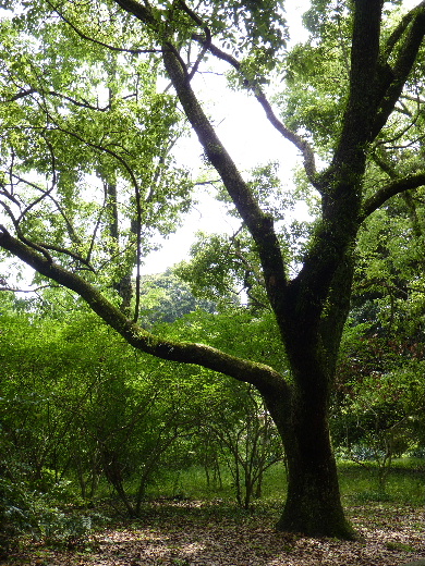 d0084473_1954399.jpg