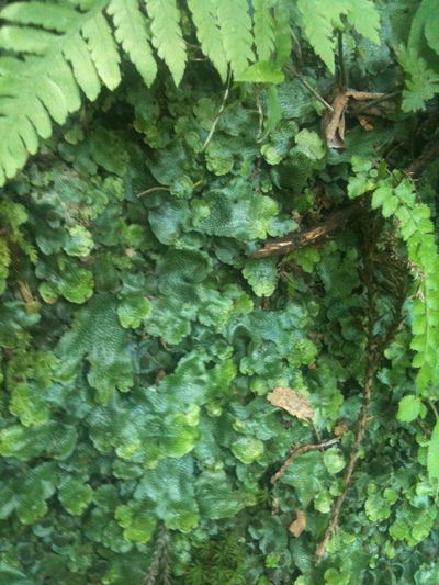 c0145582_1156263.jpg