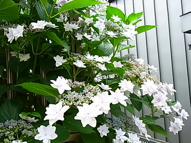b0206784_1610225.jpg