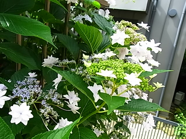 b0206784_1693948.jpg