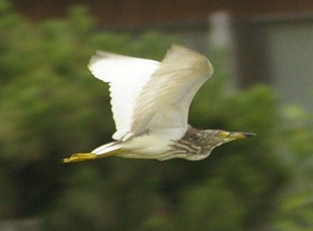 e0197884_23252171.jpg