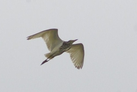 e0197884_2326167.jpg
