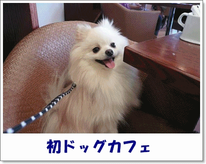 b0167519_14413998.gif
