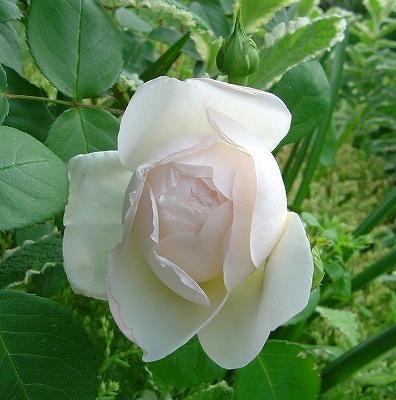 f0205733_21204552.jpg